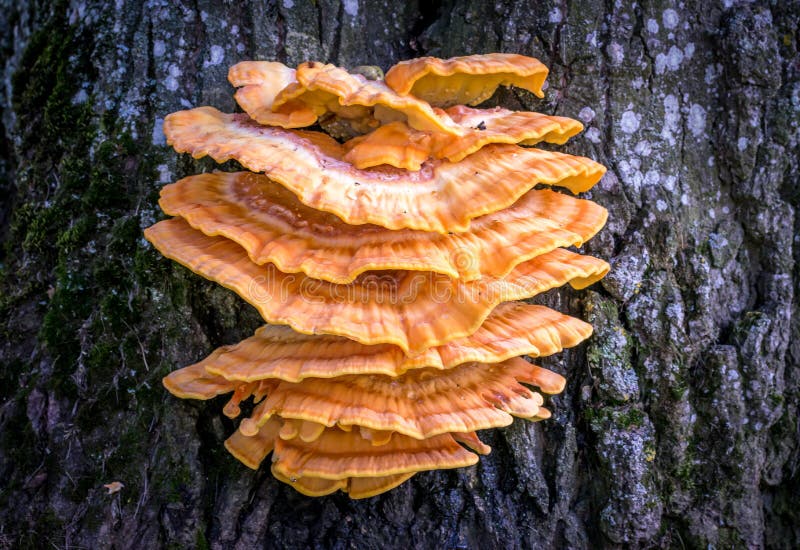 Fungo che cresce su un albero, pollo del legno fotografie stock libere da diritti Fungo che cresce su un albero, pollo del legno fotografie stock libere da diritti
