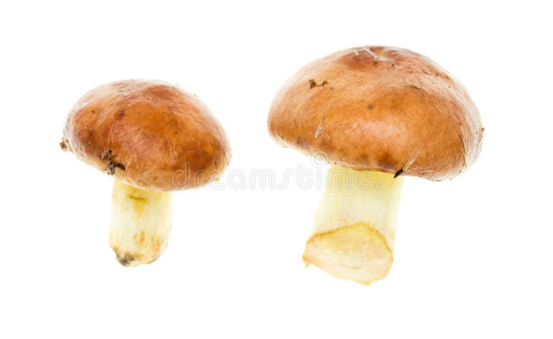Fungo commestibile fresco su un fondo bianco fotografia stock libera da diritti