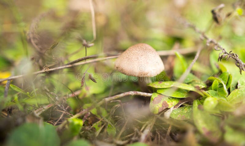 Fungo commestibile fresco in una foresta nella natura fotografia stock libera da diritti