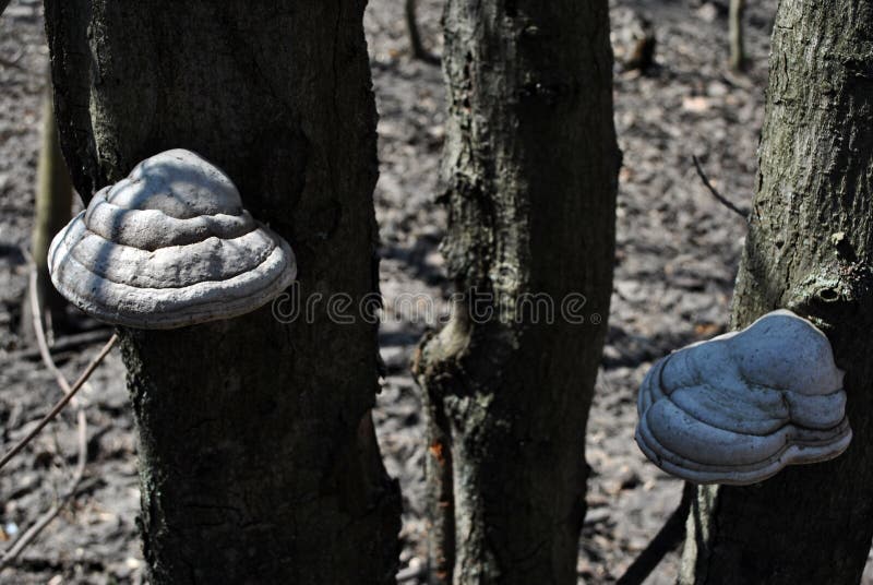 Fungo da isca do fomentarius do Fomes, fungo falso da isca, fungo do casco, conk da isca, polypore da isca, fungo do homem do gel imagem de stock Fungo da isca do fomentarius do Fomes, fungo falso da isca, fungo do casco, conk da isca, polypore da isca, fungo do homem do gel imagem de stock