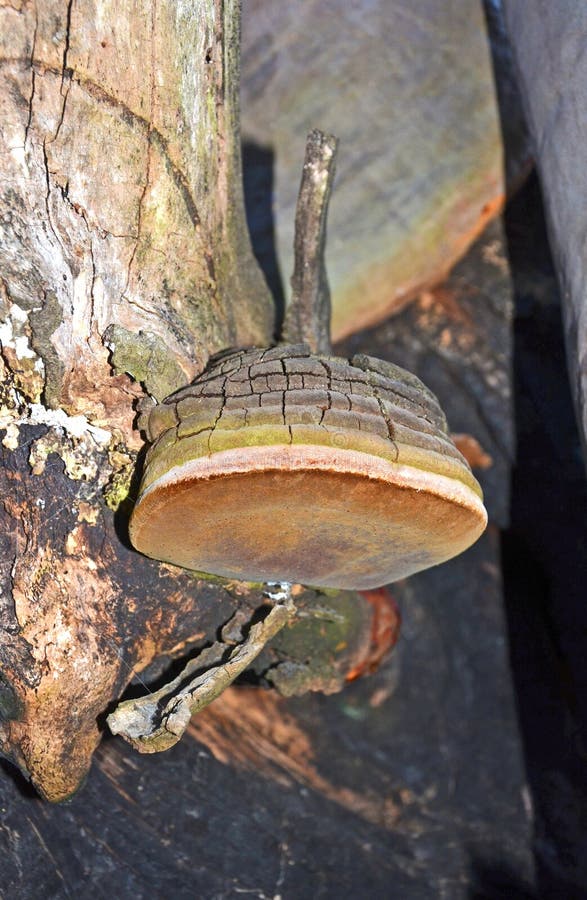 Fungo de suporte mergulhado (Phellinus fotografia de stock Fungo de suporte mergulhado (Phellinus fotografia de stock