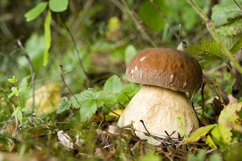 Fungo del boletus immagine stock Fungo del boletus immagine stock