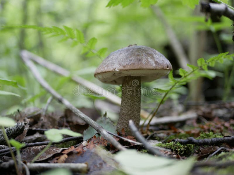 Fungo della betulla sui precedenti di erba verde nella foresta un giorno di estate soleggiato i regali dell'alimento biologico de fotografia stock libera da diritti Fungo della betulla sui precedenti di erba verde nella foresta un giorno di estate soleggiato i regali dell'alimento biologico de fotografia stock libera da diritti
