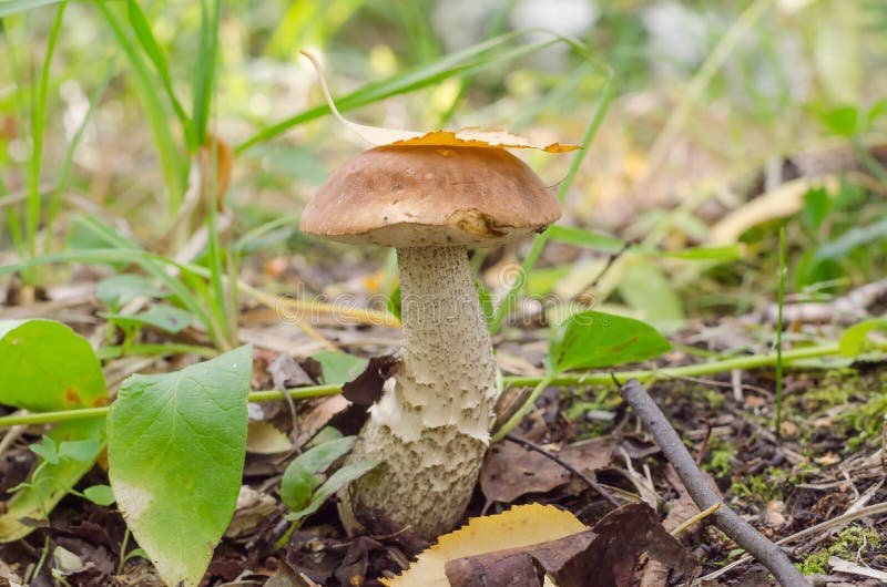 Fungo di boleto selvatico commestibile nella foresta. prelievo di funghi autunnali