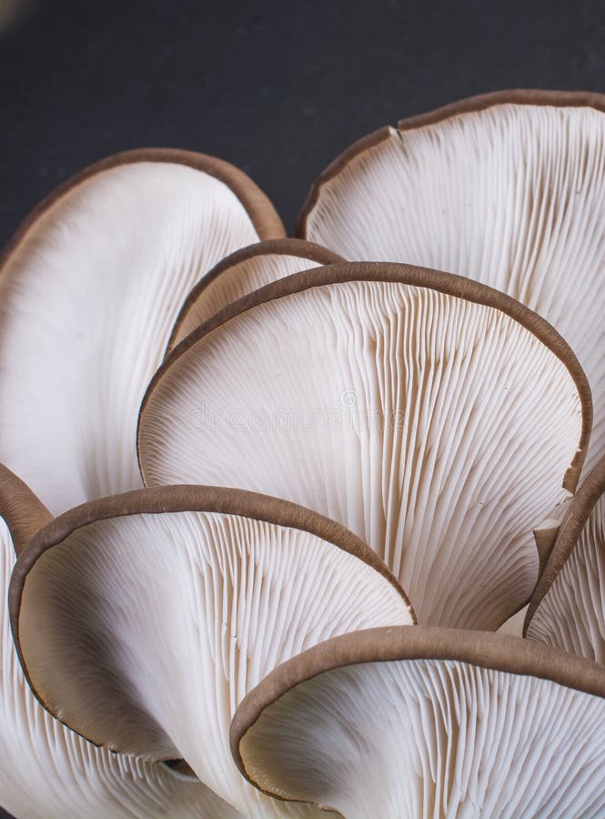 Fungo di ostrica o fungo di pleurotus ostreatus immagine stock libera da diritti Fungo di ostrica o fungo di pleurotus ostreatus immagine stock libera da diritti