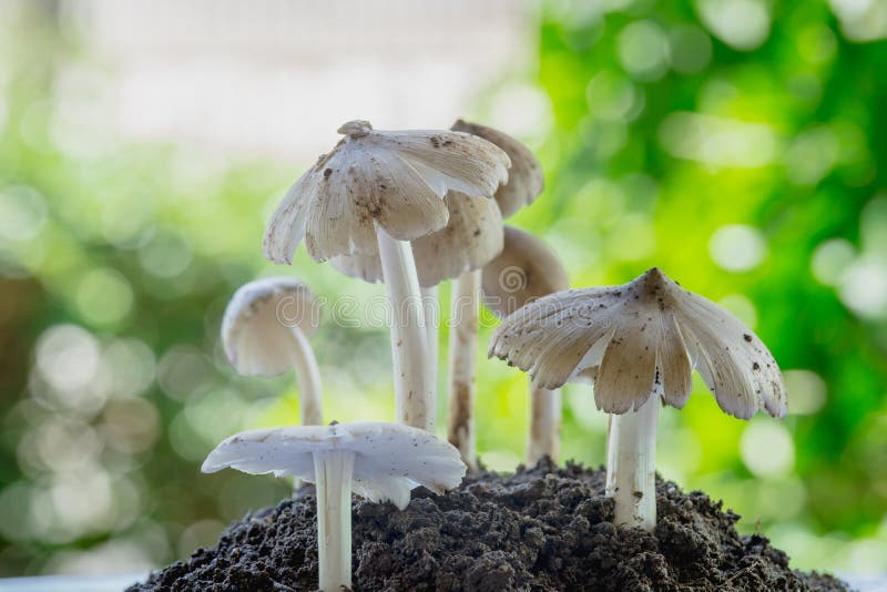 Fungo fresco della termite che cresce dal suolo nella foresta verde della Tailandia fotografie stock libere da diritti Fungo fresco della termite che cresce dal suolo nella foresta verde della Tailandia fotografie stock libere da diritti