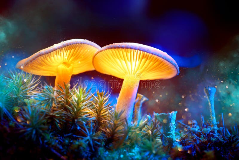 Fungo Funghi d'ardore di fantasia nella foresta di buio di mistero