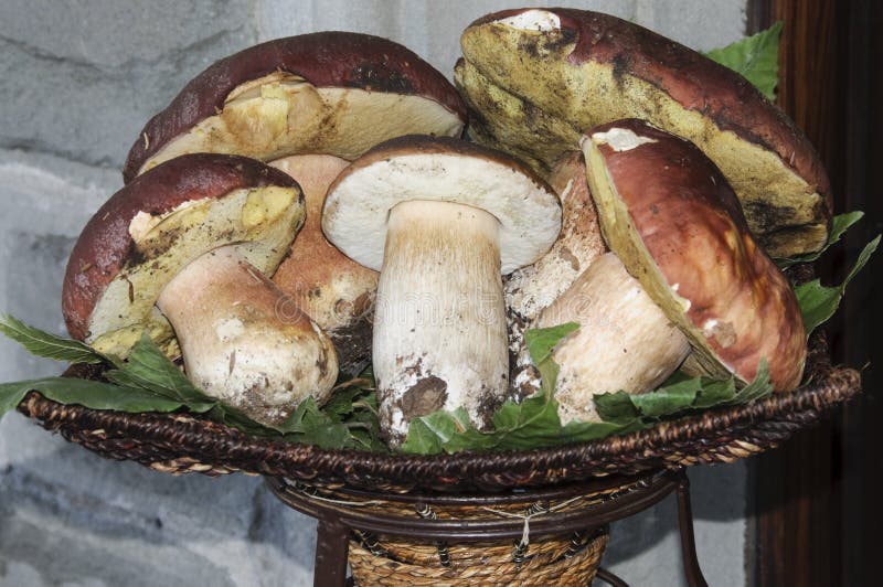 Fungo porcino fotografia stock. Immagine di licheni, umido 7109466