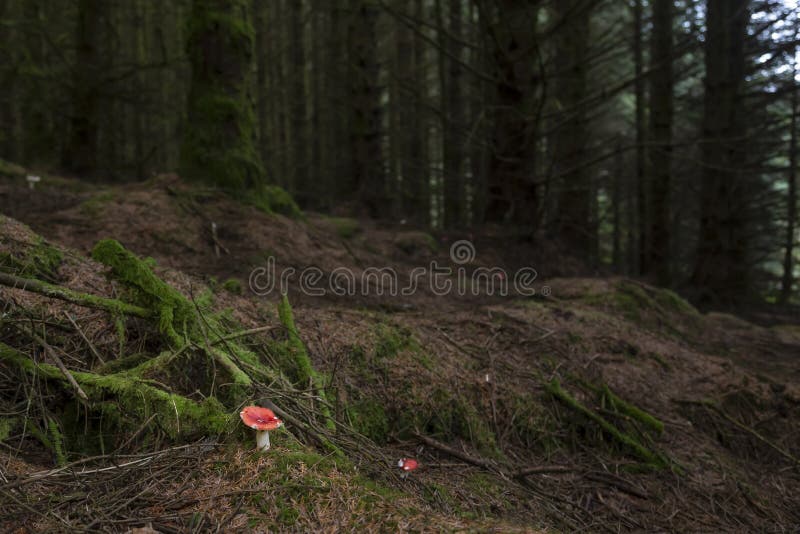 Fungo rosso in una foresta fotografie stock libere da diritti Fungo rosso in una foresta fotografie stock libere da diritti