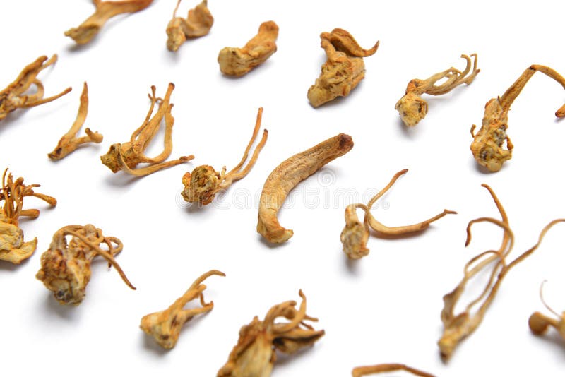 Fungo secco di Cordyceps Militaris immagine stock Fungo secco di Cordyceps Militaris immagine stock