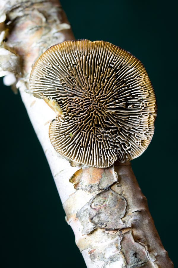 Fungo sull'albero di betulla fotografia stock libera da diritti Fungo sull'albero di betulla fotografia stock libera da diritti