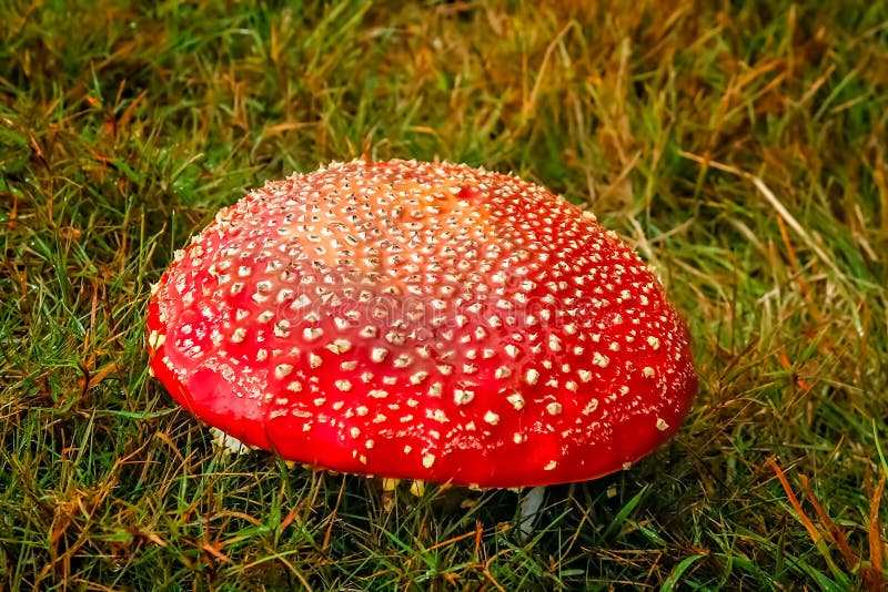 Funghi della Nuova Zelanda fotografia stock. Immagine di gambo 44630056