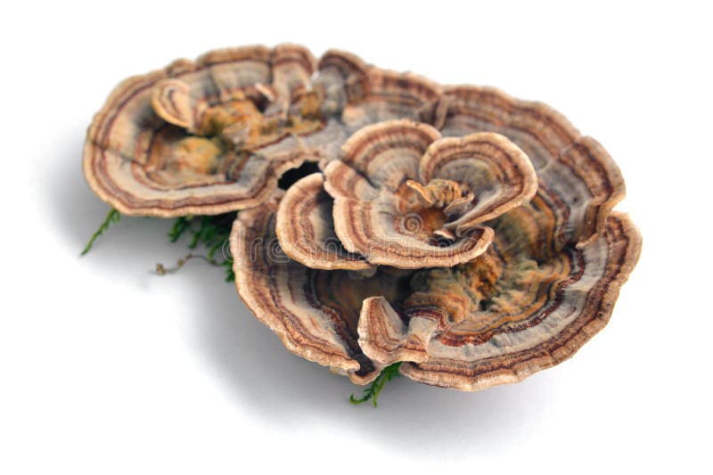 Fungo versicolor di trametes immagini stock libere da diritti Fungo versicolor di trametes immagini stock libere da diritti