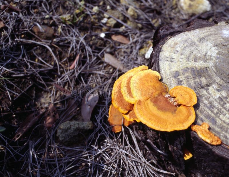 Fungus