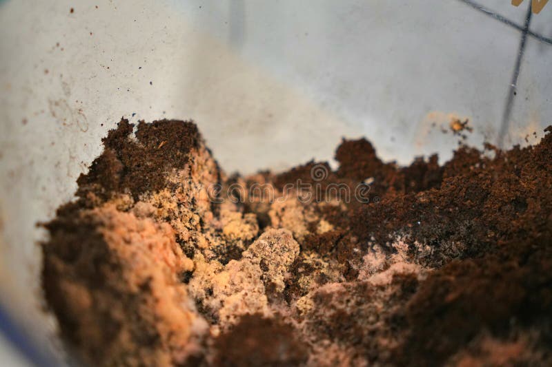 The Fungus in Coffee Grounds for Microbiology in Laboratories Stock Photo Image of ingredient