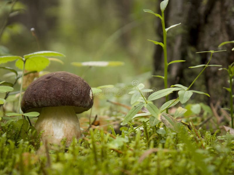 The fungus in the coniferous forest. stock image