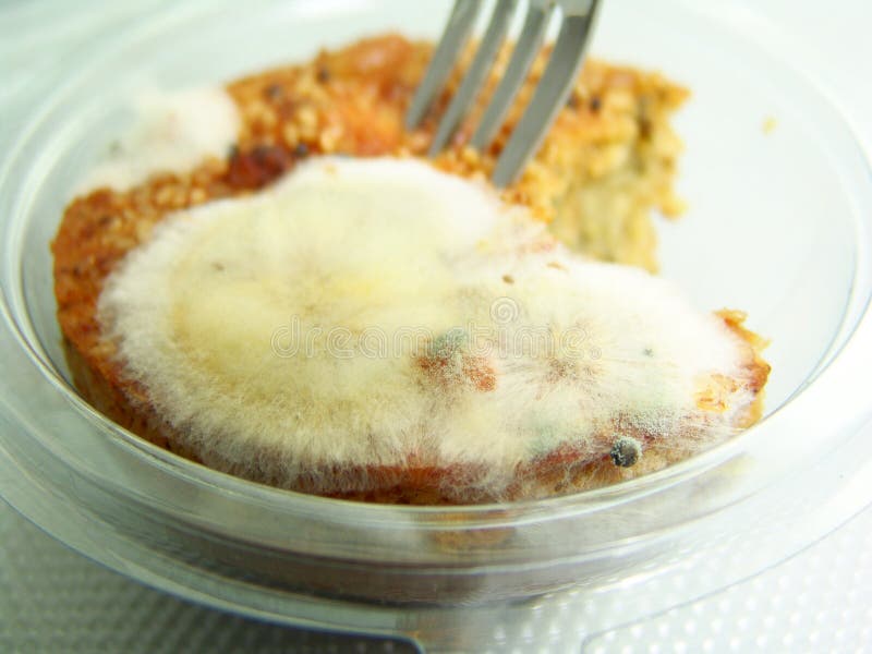 Fungus on Food stock image. Image of inedible, away, vegetation 28229409