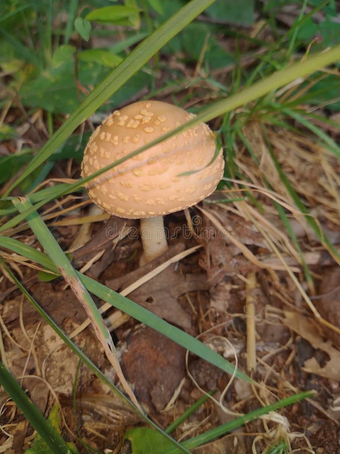 Fungus has warts stock image. Image of mushroom, soil 246490117