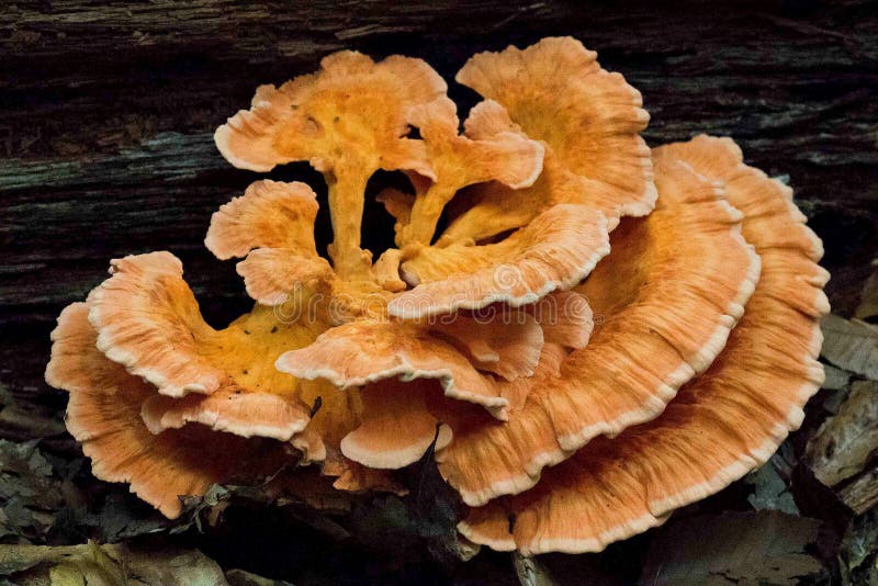 Fungus, Hen Of The Wood, Edible Mushroom, Mushroom Picture. Image
