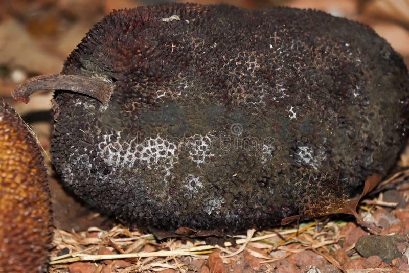 The fungus on Jackfruit stock image. Image of dead, decay 207104503