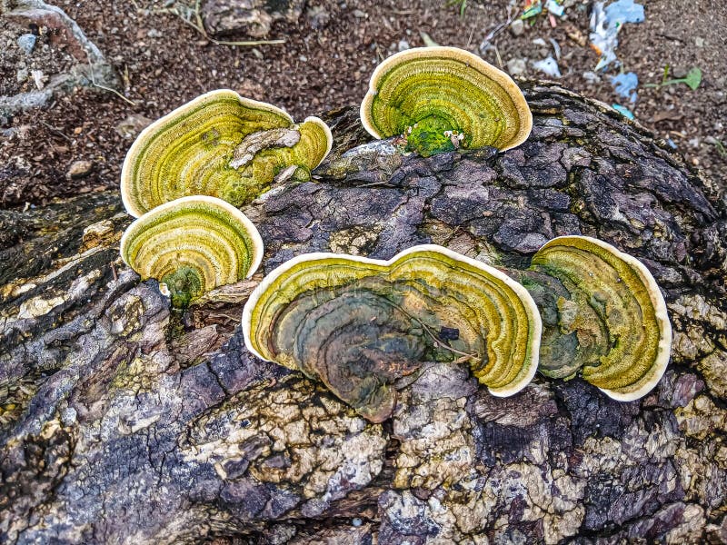 The fungus that lives on tree bark looks so beautiful royalty free stock photography