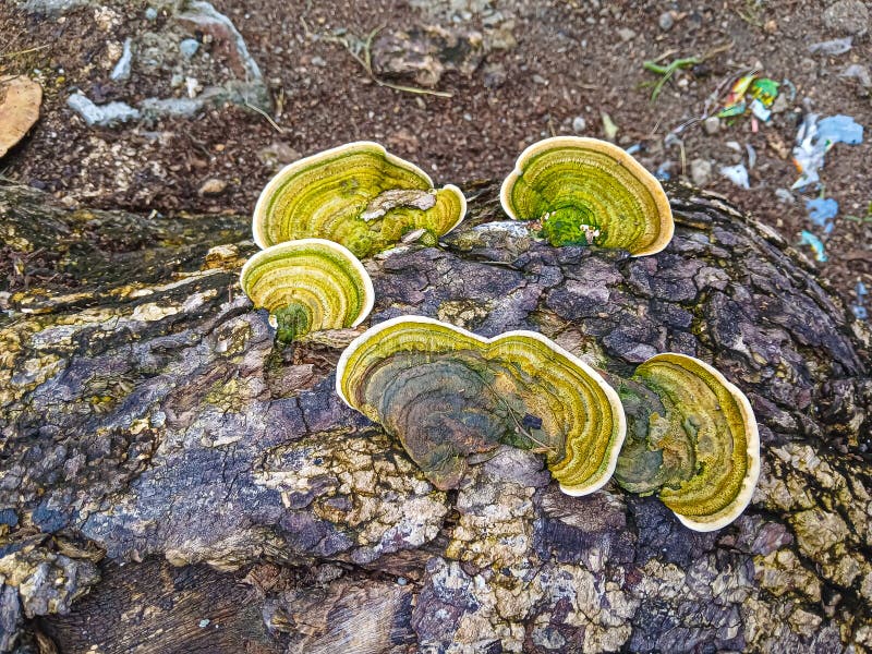 The fungus that lives on tree bark looks so beautiful royalty free stock photo