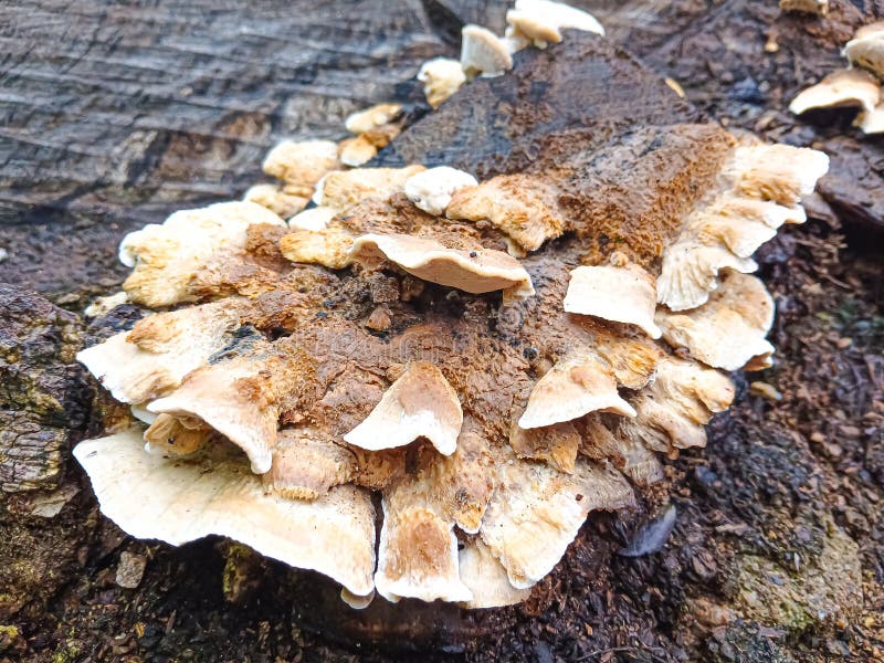 The fungus that lives on tree bark looks so beautiful stock photos