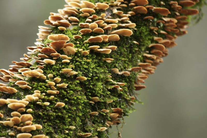 Fungus and moss on tree.