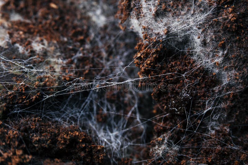 Fungus on Old Coffee Ground for the Background. Stock Image Image of brown, bacteria 172553091