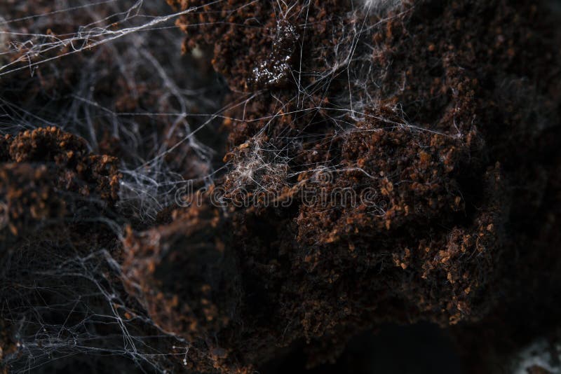 Fungus on Old Coffee Ground for the Background. Stock Photo Image of fungus, breakfast 172864380