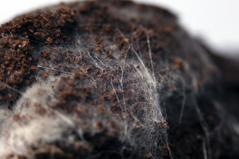 Fungus on Old Coffee Ground for the Background. Stock Photo Image of isolated, closeup 172909788