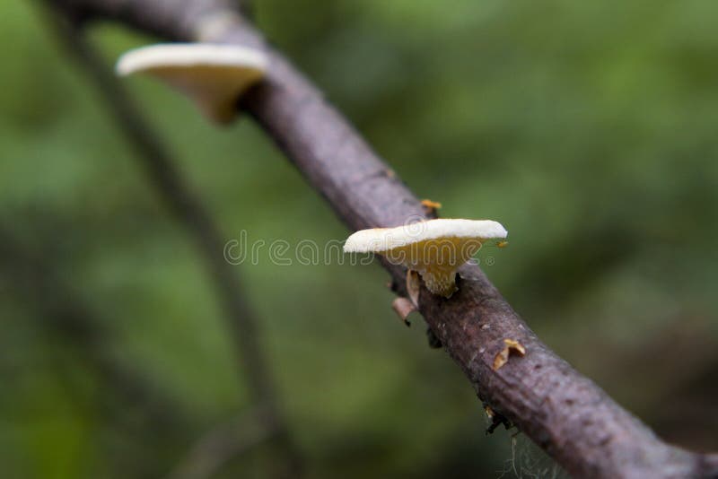 Fungus parasite Panellus mitis on trunk tree