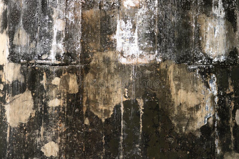 Fungus on wall stock photo. Image of mould, fungus, wall 685572