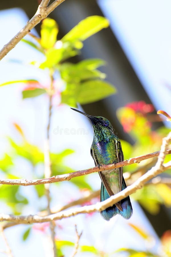 Funkelnvioletter Ohr-Kolibri lizenzfreies stockfoto Funkelnvioletter Ohr-Kolibri lizenzfreies stockfoto