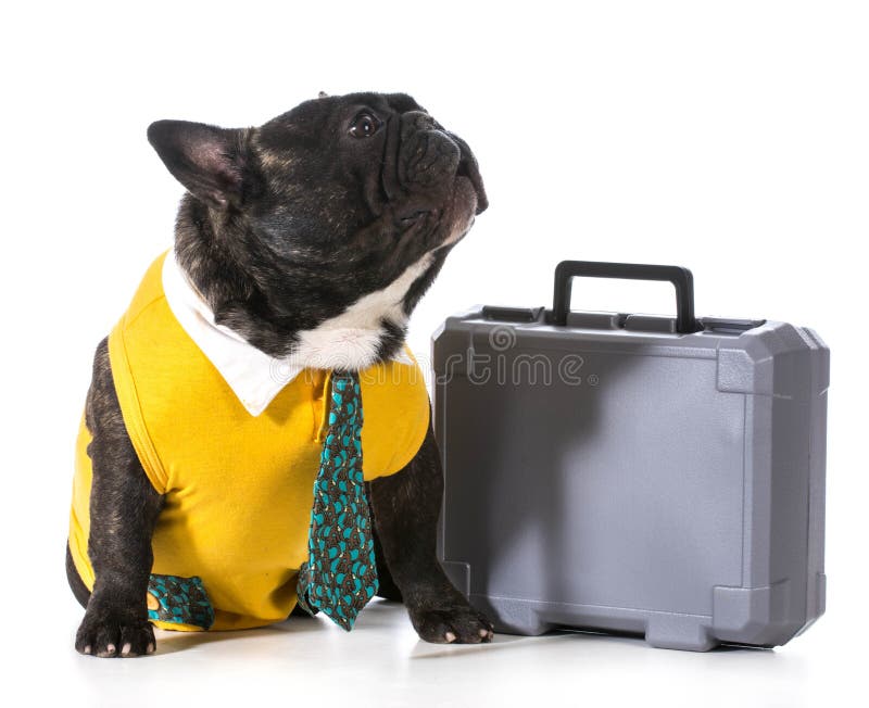 Dummer Hund stockbild. Bild von haustier, blutlinien 21043791