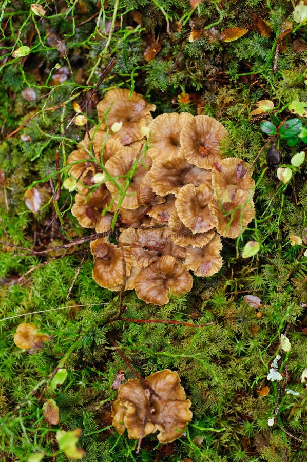 Close up ( macro ) of Cup Fungus . Tiny funnel shaped toadstool ( fungus ,  mushroom , Peziziales ) with short hairs on the body Stock Photo - Alamy