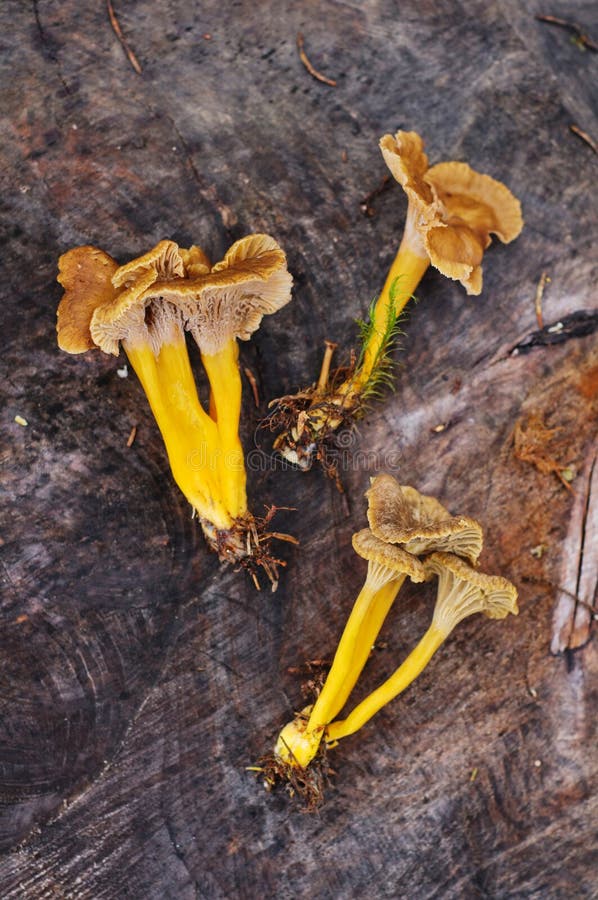 Close up ( macro ) of Cup Fungus . Tiny funnel shaped toadstool ( fungus ,  mushroom , Peziziales ) with short hairs on the body Stock Photo - Alamy