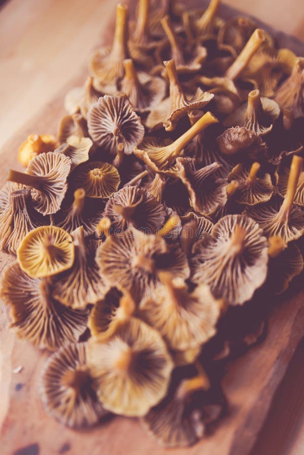 Close up ( macro ) of Cup Fungus . Tiny funnel shaped toadstool ( fungus ,  mushroom , Peziziales ) with short hairs on the body Stock Photo - Alamy