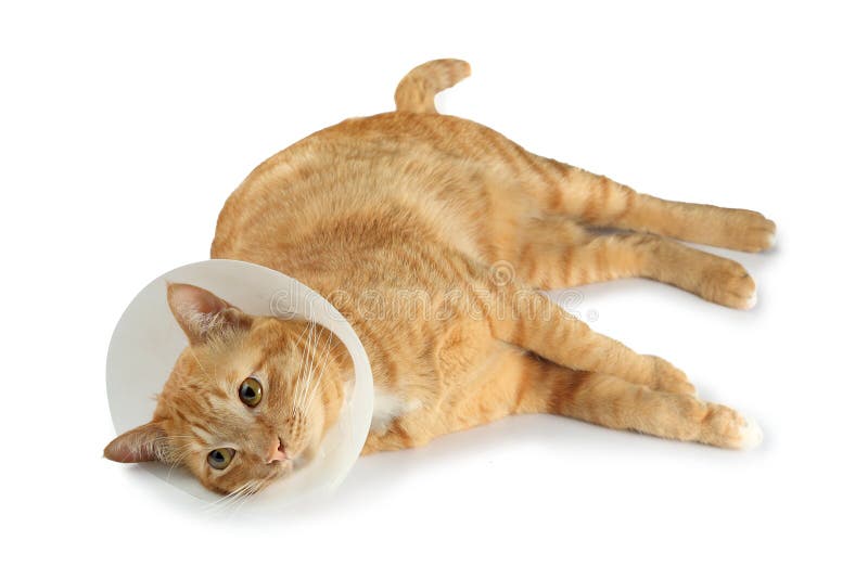 Funnel collar cat stock image. Image of close, closeup 37616887