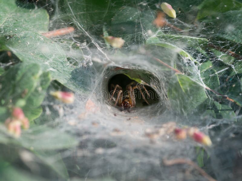 39 Lace Web Spider Stock Photos, High-Res Pictures, and Images