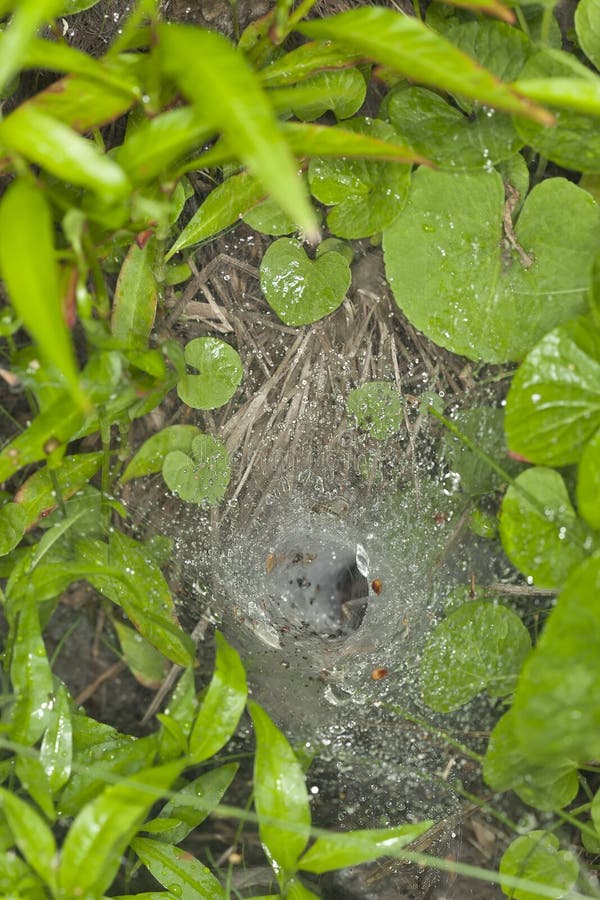 Funnel-Web spider net