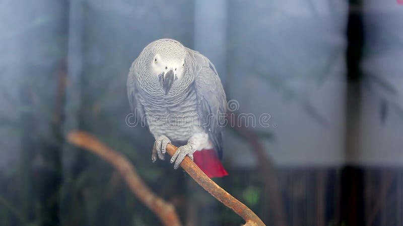 Funny African Grey Parrot stock video. Video of mimic - 81111837