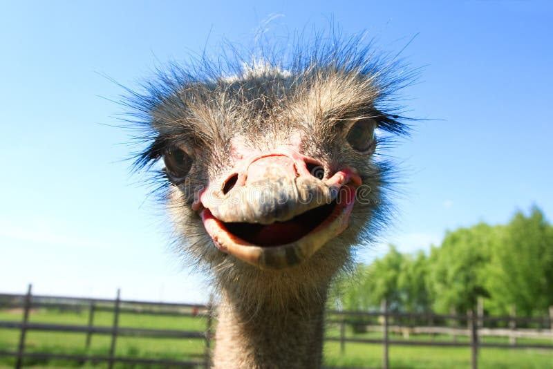 Funny african ostrich stock image. Image of animal, african - 24995575