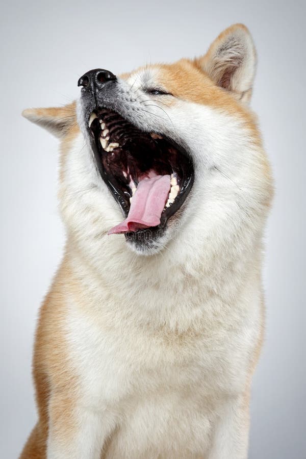 Funny Akitainu dog yawns stock photo. Image of furry