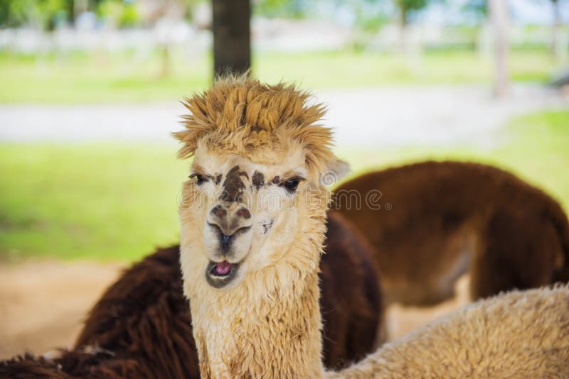 Funny Alpaca Living In The Farm ,Thailand. Stock Image Image of
