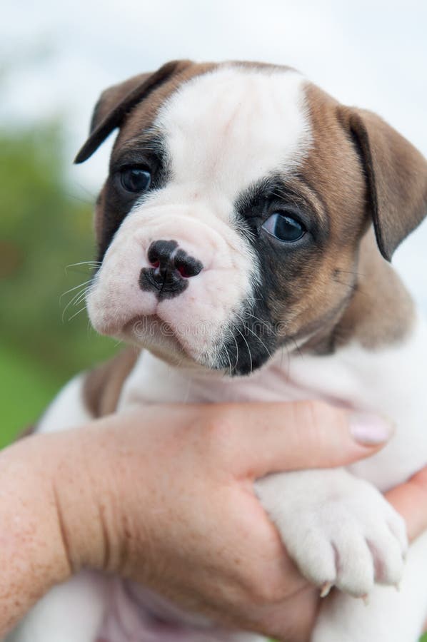 Funny American Bulldog Puppy On Hands Stock Image Image