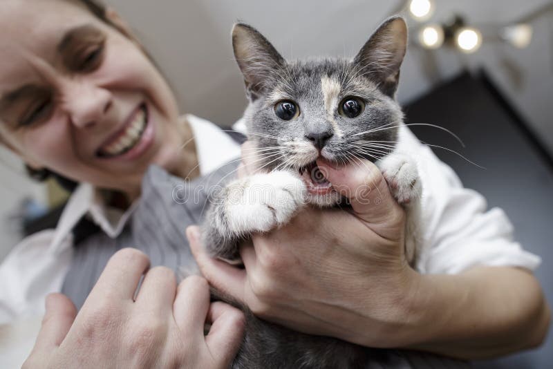 Funny Angry Kitty Biting The Finger Of A Woman Stock Image Image Of