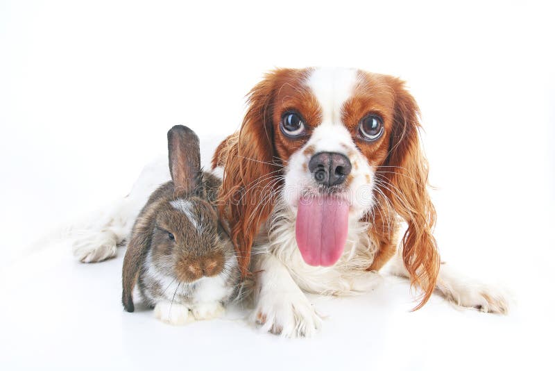 Funny Animal Dog Photo. Funniest Animals Pets Dogs. Rabbit Bunny Lop and Puppy Together. Animal Friends, Real Friendship Stock Image - Image of dogs, funny: 107708411 Funny Animal Dog Photo. Funniest Animals Pets Dogs. Rabbit Bunny Lop and Puppy Together. Animal Friends, Real Friendship Stock Image - Image of dogs, funny: 107708411