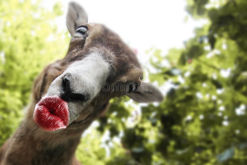 Funny Animal with Kissing Lips Cards for a Thank You, Birthday Stock Image  - Image of festive, birthday: 168474511