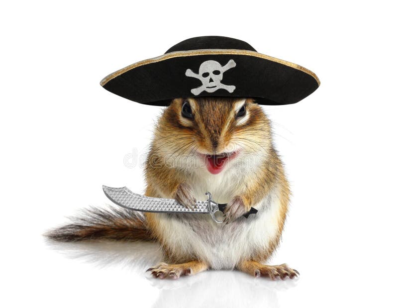 Funny animal pirate, squirrel with hat and sabre stock photography Funny animal pirate, squirrel with hat and sabre stock photography